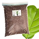 Fiddle Leaf Fig Soil by Perfect Plants-8QTS, Professional Blend for All Fiddle Leaf Figs