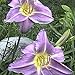 Purple Daylily Prairie Blue Eyes - 1 Healthy Bare Root Hemerocallis Plant - 2/3 fans - Ships from USA