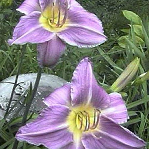 Purple Daylily Prairie Blue Eyes - 1 Healthy Bare Root Hemerocallis Plant - 2/3 fans - Ships from USA