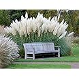 Giant White Pampas Grass Seeds - 1,000 Seeds - Ships from Iowa, Made in USA - Ornamental Landscape Grass or Privacy Plant