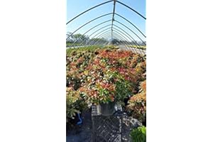 Green Promise Farms PIERIS Japonica `Mountain FIRE` (Andromeda) Evergreen, #3 Size Container, White Blossoms