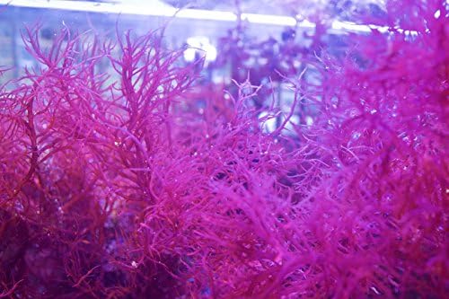 Rare red gracilaria macro algae live coral fish food refugium chaeto caulerpa