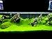 Finnex Ray2 Aquarium LED Daylight, 48-Inch