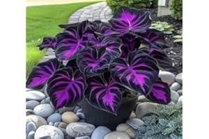 PIPA PAPA 50pcs Black Pink Colocasia Seeds for Planting, Exotic Elephant Ear Plant Seeds for Outdoor & Indoor Gardening | Tropical Foliage Plant Seeds