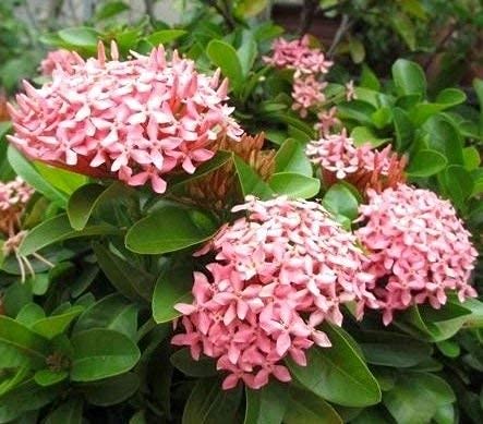 Delorea Live Flowering Plant Ixora Red Ixora, Dwarf | Florida Bee Attracting for Home Garden Plant(1 Healthy Live Plant)