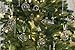 Sea Team Christmas Clear Glass Ball Ornaments Finial Drops Pendants with Rose Gold Floral Designs for Xmas Tree Decorations, 70mm/2.76-inch, Set of 12