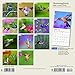 Hummingbirds 2020 7 x 7 Inch Monthly Mini Wall Calendar with Foil Stamped Cover by Plato, Animals Wildlife Birds