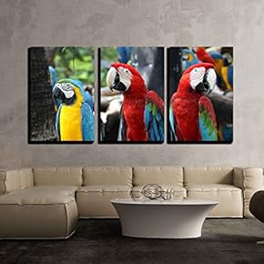 Macaw x3 Panels