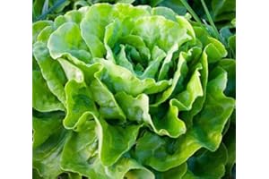 Organic Tom Thumb Lettuce Lactuta Sativa 200 Vegetable Seeds