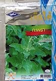 Holy Basil Seeds From Thailand, Herb and Vegetable (1 Packet, 2400 Seeds)