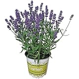 Lavendel Baum, Lavendel Stamm, Stämmchen, Marktfrische