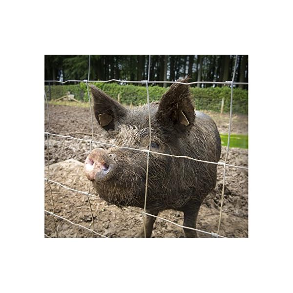 Aquagart Wildzaun Forstzaun Weidezaun Drahtzaun Knotengeflecht 100cm hoch 3 Verschiedene Zaunarten (100/8/15S) und 1 Drahtspanner Gratis – Bild 7