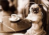 Cafe Pug Funny Dog Mother's Day Card