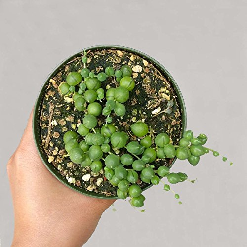 DH7 Enterprise (4 inch) Succulents String of Pearl