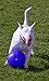 BOOMER BALL 6 inch, Virtually Indestructible Best Dog Toy, Boredom Busting Football, Tough & Durable Medium Dog Ball, Floats on Water, Great for Mental Stimulation & High Energy Dogs, Assorted Colours