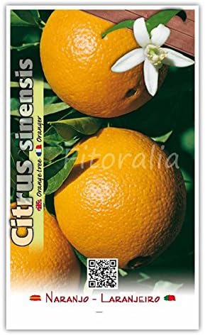 Naranjo Navelina - Árbol frutal de 2 años: Amazon.es: Jardín