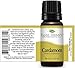Plant Therapy Cardamom Essential Oil 10 mL (1/3 oz) 100% Pure, Undiluted, Therapeutic Grade