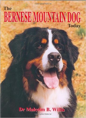 amazon bernese mountain dog
