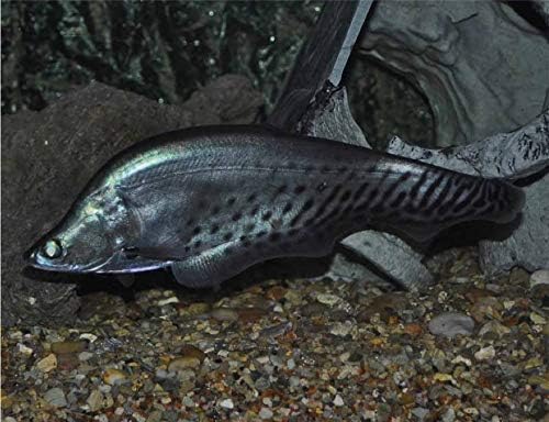 ファッション通販 2匹 ベビー マタニティ サイズ 11cm 熱帯魚 古代魚 大型魚 B07szgdx4x 文房具 オフィス用品 ゲーム ロイヤルナイフフィッシュ 生き物 ファッション通販 2匹 ベビー マタニティ サイズ 11cm 熱帯魚 古代魚 大型魚 B07szgdx4x 文房具 オフィス用品 ゲーム ロイヤルナイフフィッシュ 生き物