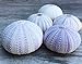 Nautical Crush Trading Sea Urchins Shells for Air Plants - 5 Purple (1.5-2.5