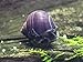 1 LARGE (1/2 to 2+ inch) Purple Mystery Snail (Pomacea bridgesii) - Alga-eaters by Aquatic Arts