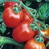 Tomato, Italian Roma, Heirloom, Organic 100 Seeds, Delicious RED Tasty Fruit