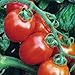Tomato, Italian Roma, Heirloom, Organic 100 Seeds, Delicious RED Tasty Fruit primary