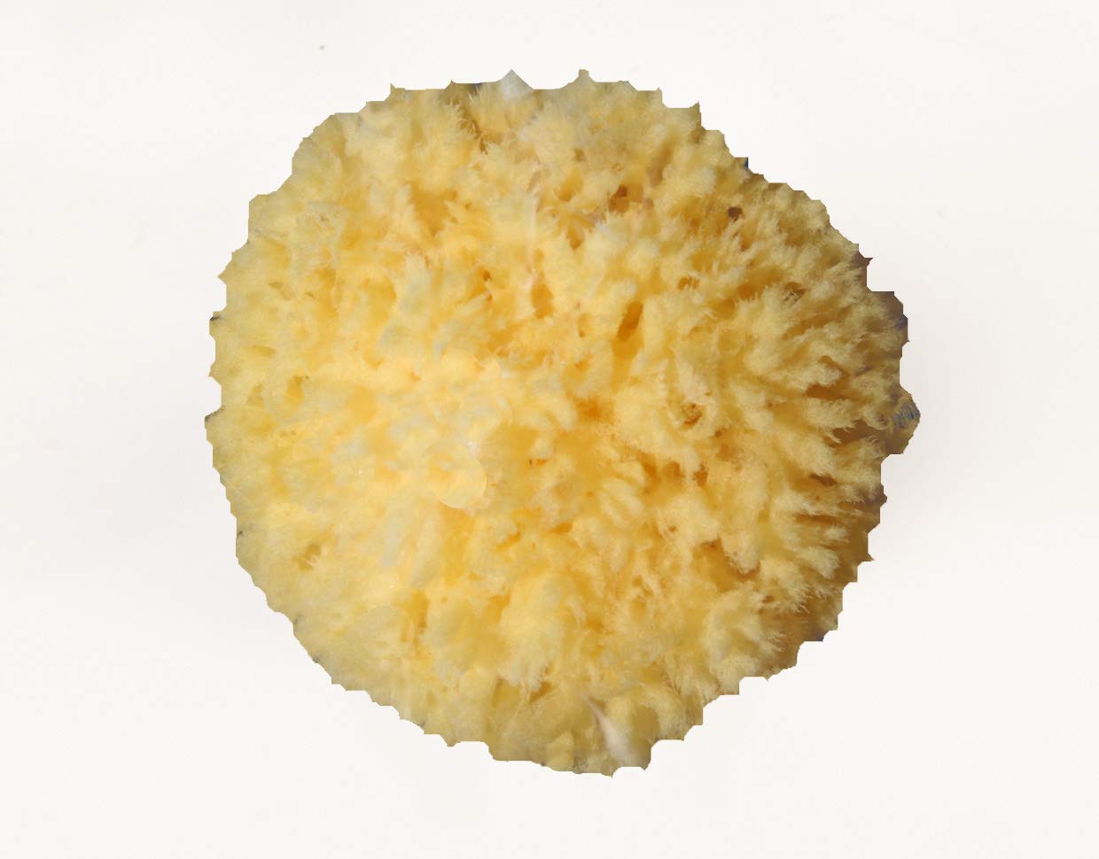 La Corallina Adult Sea Sponge - Large, 11 cm - 12 g