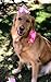 PET SHOW Pink Crown Dog Birthday Party Hat for Girls Reusable Birthday Party Cat Kitten Headband with 0-9 Figures Charms Grooming Accessories with Glue Pack of 1