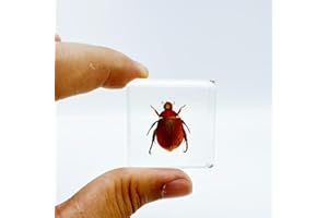 BETENSH Various Cute Resin Insects, Insect Specimens，Resin Preservation, Resin Amber for Children's Science Education, Collection (Gold Chafer Beetle)