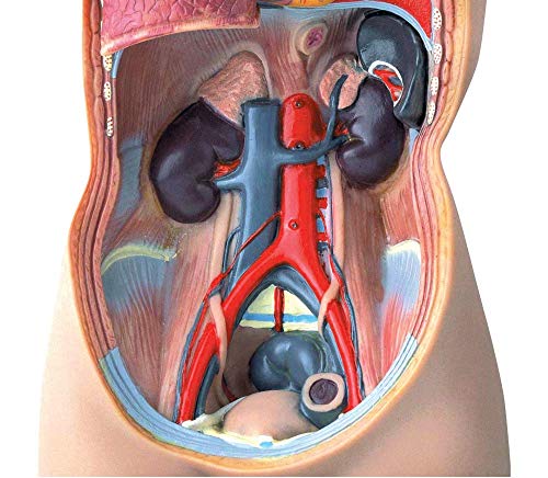hand2mind 19 Inch Tabletop Human Torso Model, Anatomically Accurate Kit, 10 Removable Human Organs, Anatomy Model for Kids, Human Anatomy Torso Model, Science School Supplies, Trachea Model