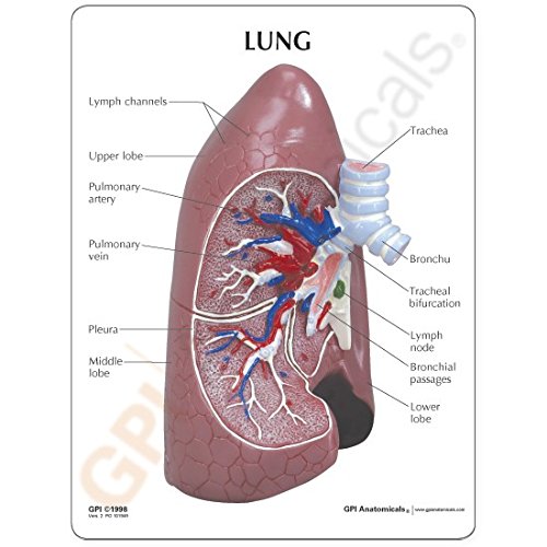 Lung Anatomical Model Full Size Right Lung