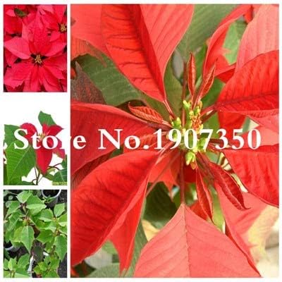 Kalash New 100 pcs Poinsettia Plant Seeds for Gardening Red Green