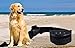 No Bark Collar for Small Dogs Shock Control Training System with 7 Levels Adjustable Sensitivity Control No Harm Warning Beep and Shock