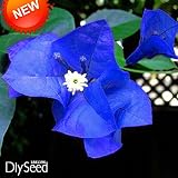 New Arrival!A Pack 100 Pcs Seeds Unique Blue Bougainvillea Spectabilis Seeds Perennial Bonsai Plant Flower Seeds,#3T3BG6
