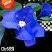New Arrival!A Pack 100 Pcs Seeds Unique Blue Bougainvillea Spectabilis Seeds Perennial Bonsai Plant Flower Seeds,#3T3BG6