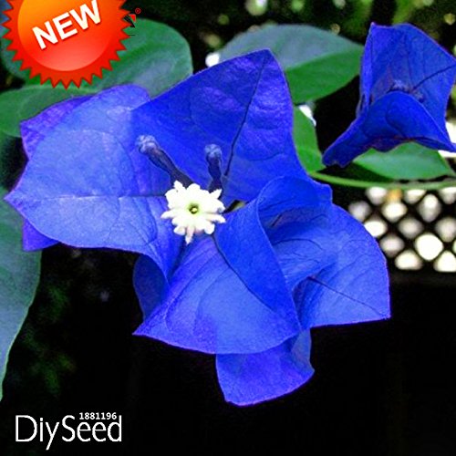 New Arrival!A Pack 100 Pcs Seeds Unique Blue Bougainvillea Spectabilis Seeds Perennial Bonsai Plant Flower Seeds,#3T3BG6