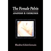 The Female Pelvis Anatomy & Exercises