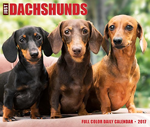 Just Dachshunds 2017 Box Calendar (Dog Breed Calendars)