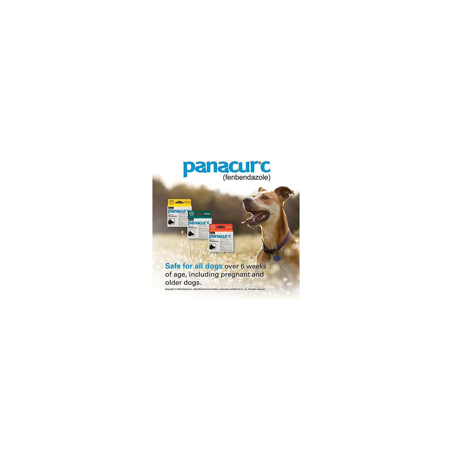Panacur C Canine Dewormer (Fenbendazole), 4 Gram Dog Supply Hub