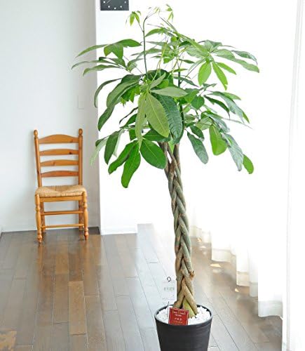Amazon 観葉植物 パキラ 10号 黒丸鉢皿付 移転祝い 落成祝い 竣工祝いに 観葉植物 オンライン通販