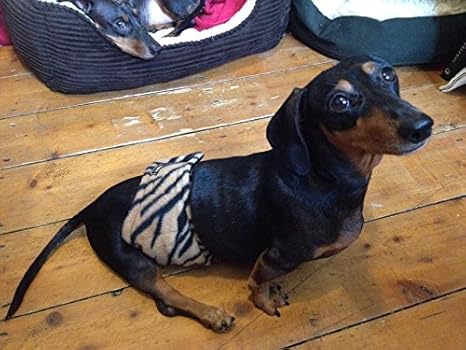 glenndarcy dog belly bands