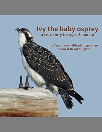 Ivy the baby osprey: a true story for 