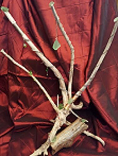 Beach Decor Tree of Life Driftwood, Wire Wrapping and Sea Glass Centerpiece with Scripture Verse