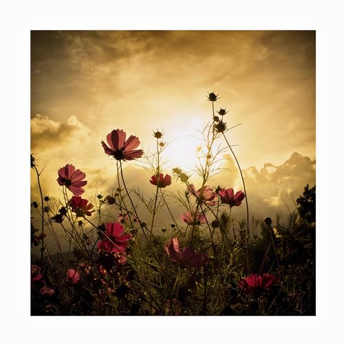 Trademark Fine Art Christian Marcel 'Watching The Sun' Outdoor Canvas 14x14