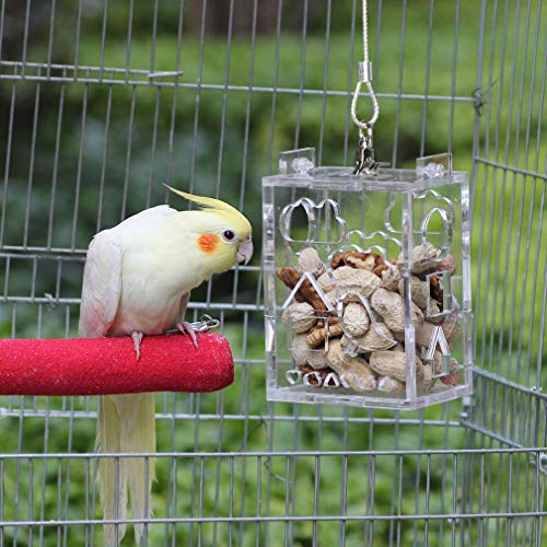 4 KINTOR+Parrot+Creative+Foraging+4+8x3+6x2+6inch