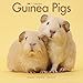 Guinea Pig Calendar - Cute Animal Calendar - Calendars 2016 - 2017 Wall Calendars - Animal Calendar - Guinea Pigs 16 Month Wall Calendar by Avonside