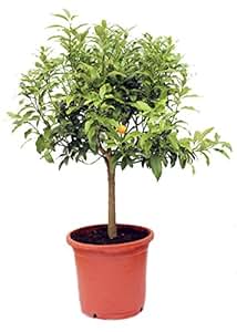 Naranjo enano - Kumquat. Árbol Cítrico Natural, Altura: 80 Centimetros