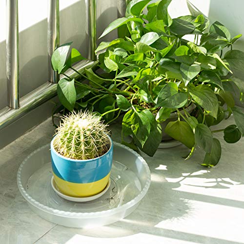 Plant Saucer, 6 Pack Clear Plant Trays for Indoors, Thickened