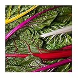 David's Garden Seeds Swiss Chard Rainbow SL3295 (Multi) 200 Non-GMO, Heirloom Seeds